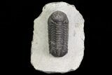 Bargain, Austerops Trilobite - Morocco #67677-1